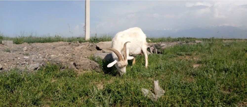 Хороший участок для строительства семейного очага