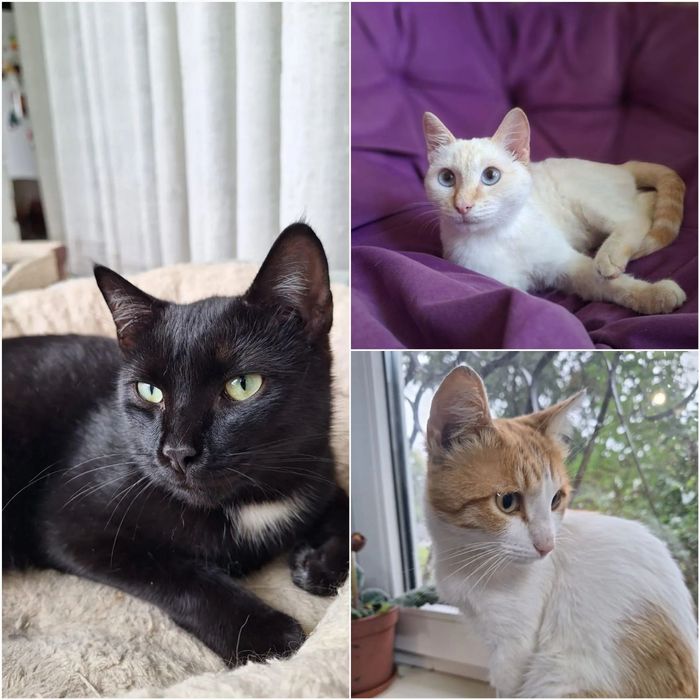 Отдам кастрированных котиков