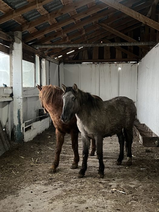 Продам лошадей молодняк