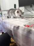 Silver chinchilla n12 - orginal