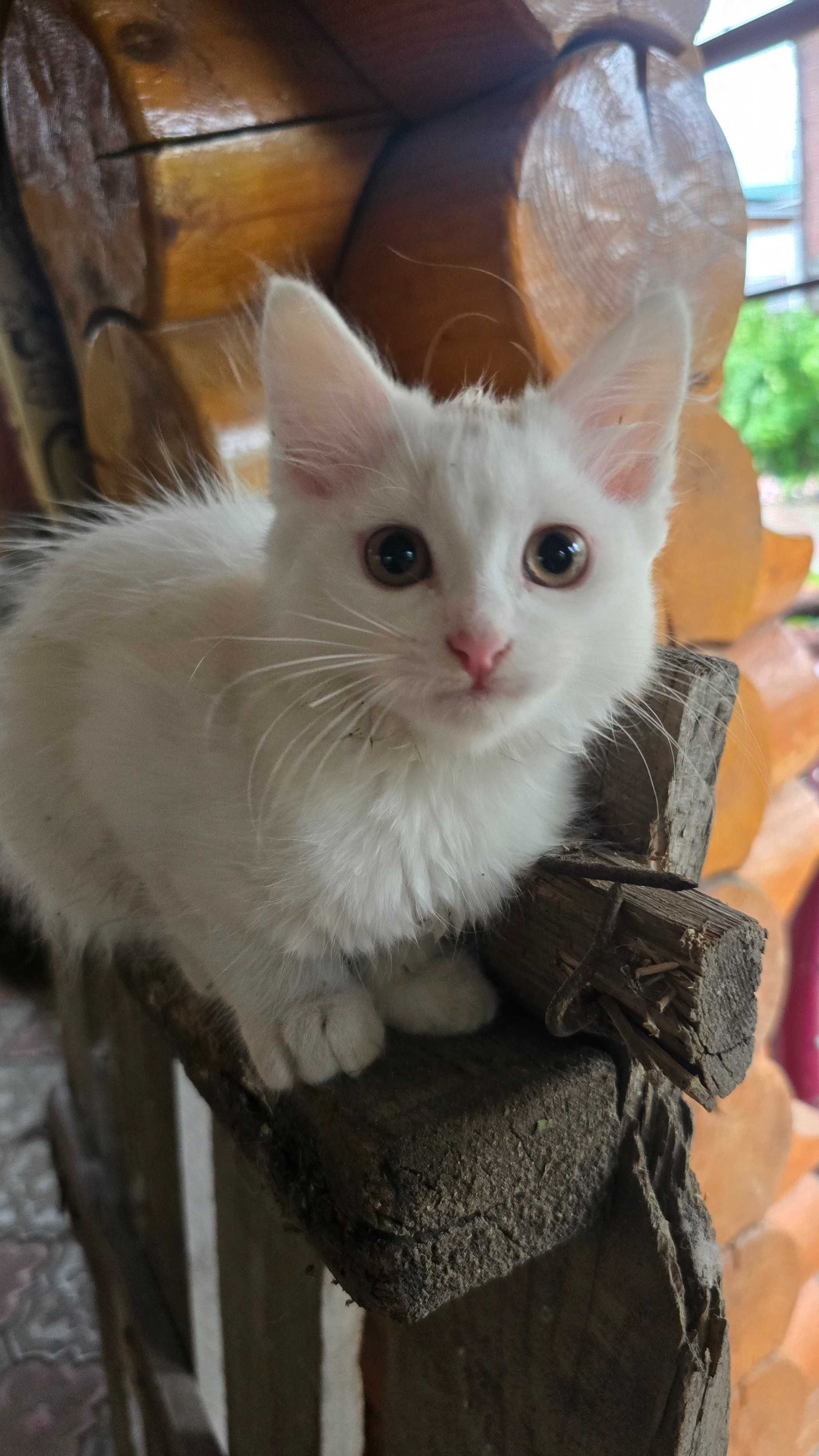 Отдам котенка даром