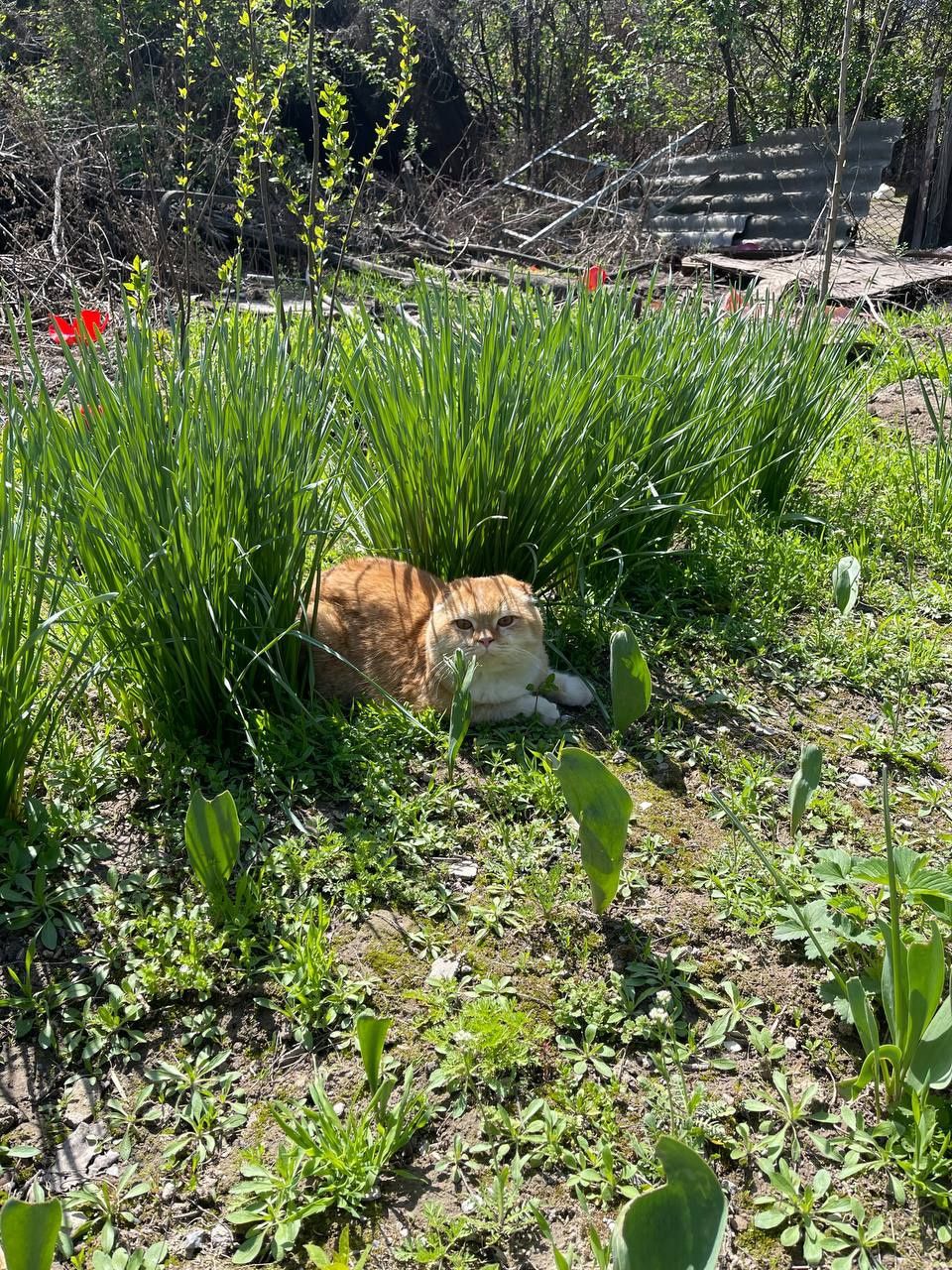 Продаю кота кот хороший
