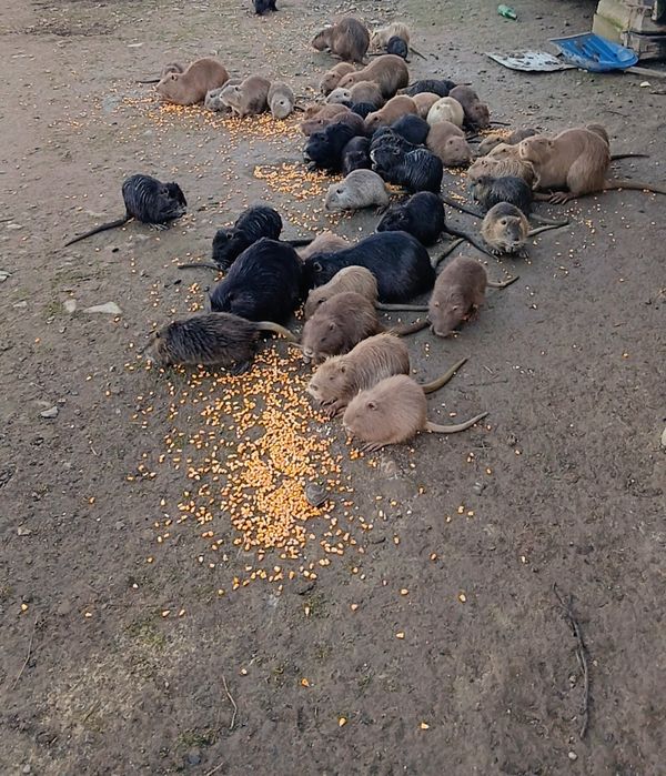 Vind nutrii crescuți bio