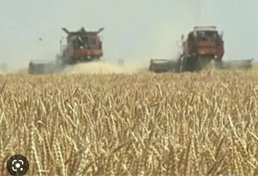 Сдам в аренду сельхоз землю или совместная деятельность