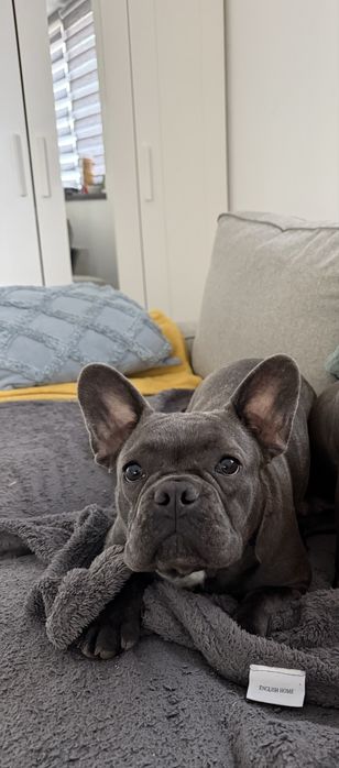 Catelusa bulldog francez blue cu pedigree