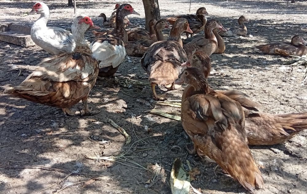 Boboci de rata leșească ciocolaterii