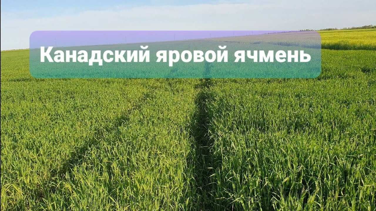 Канадски АРПА Ұрық ЭЛВИН Февральда егігіледі