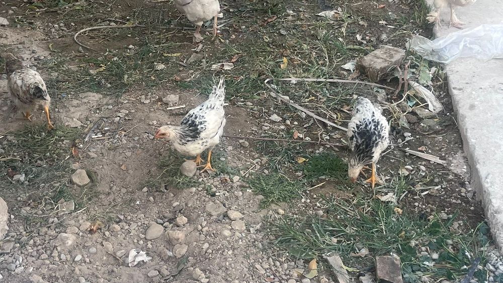 Адльер балапан са