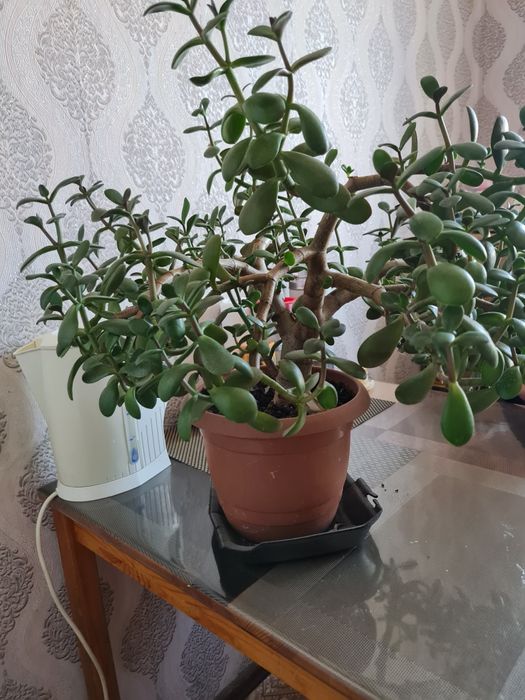 Денежное дерево, толстянка, крассула