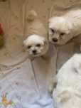 Bichon maltez 2 lunițe