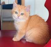 British Shorthair Chinchilla