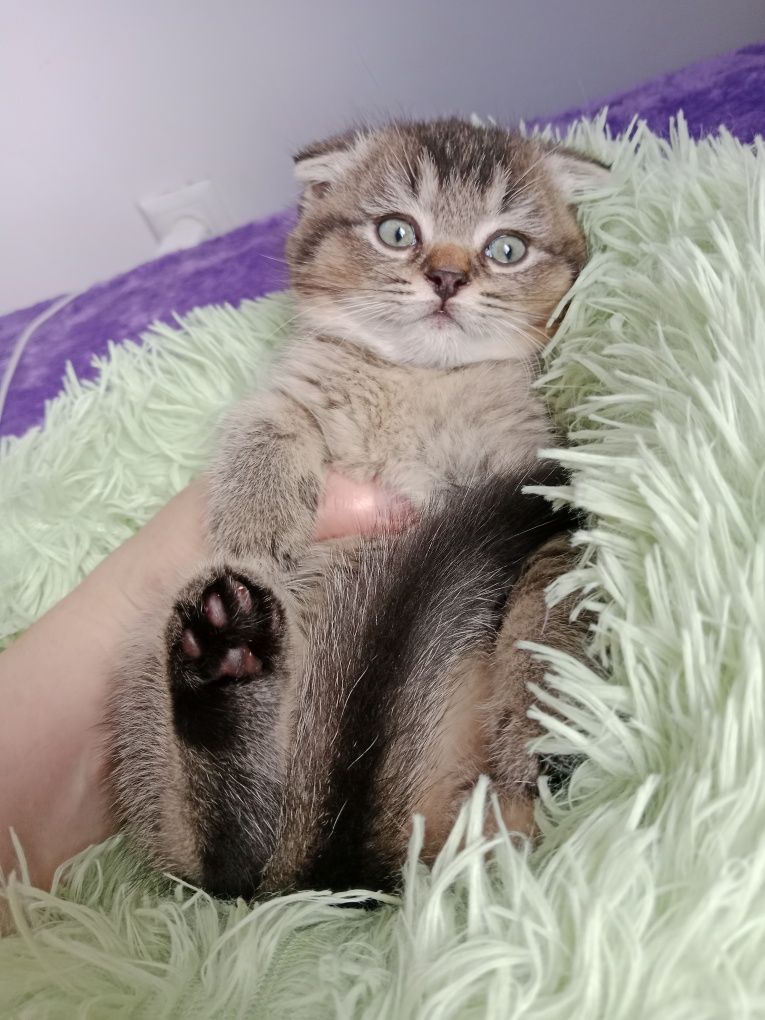 Котята шотландские плюшевые