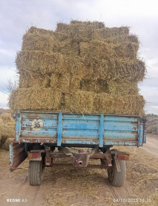 Kip sotlad narx 4.500