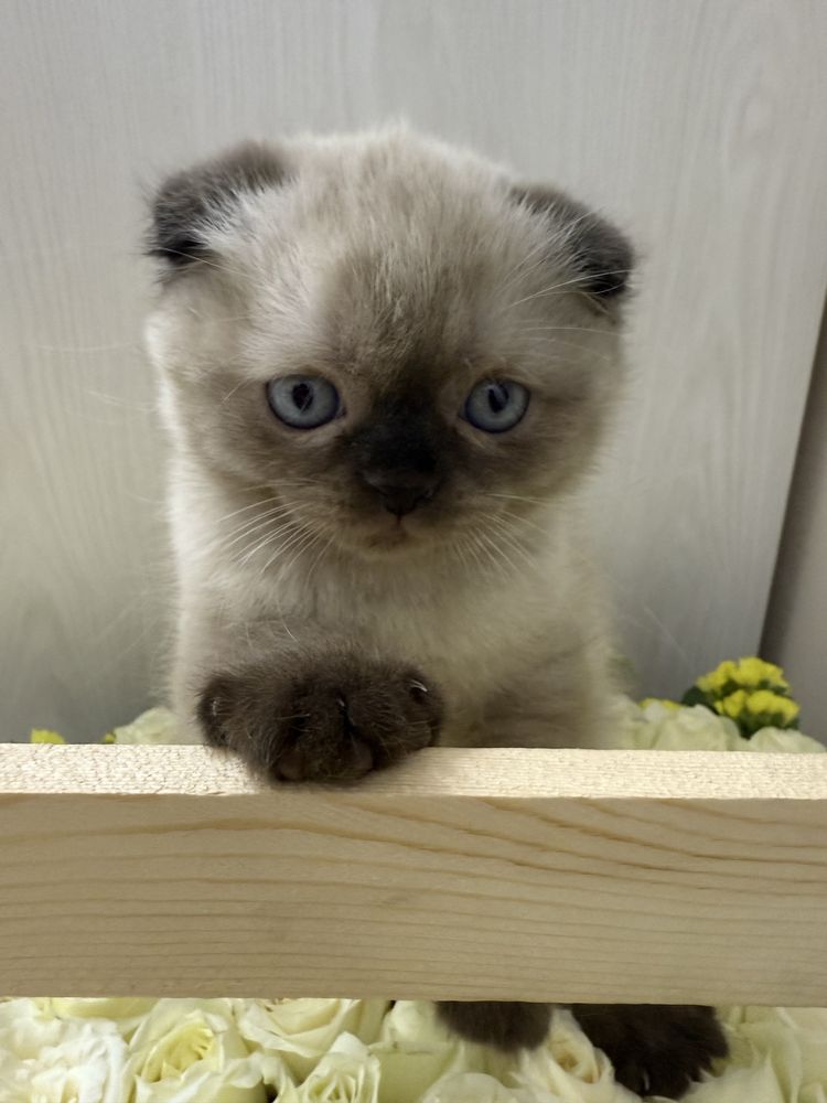 Продается скотиш фолд