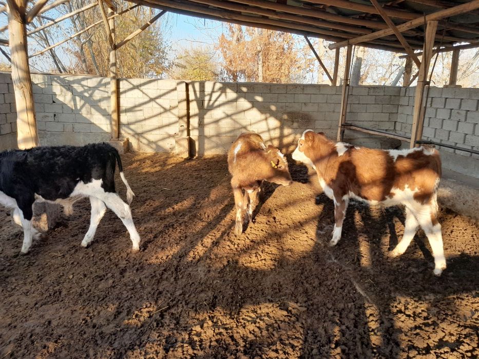 Симментал бузокчала сотилади