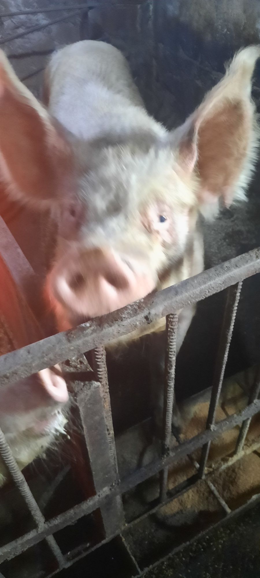 Продам свиноматок