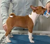 Cățeluș Basenji, fată roșie din părinți campioni