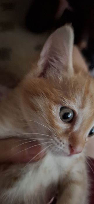 Котёнок бесплатно