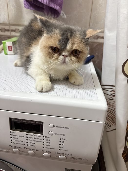 Отдам кошку экзота