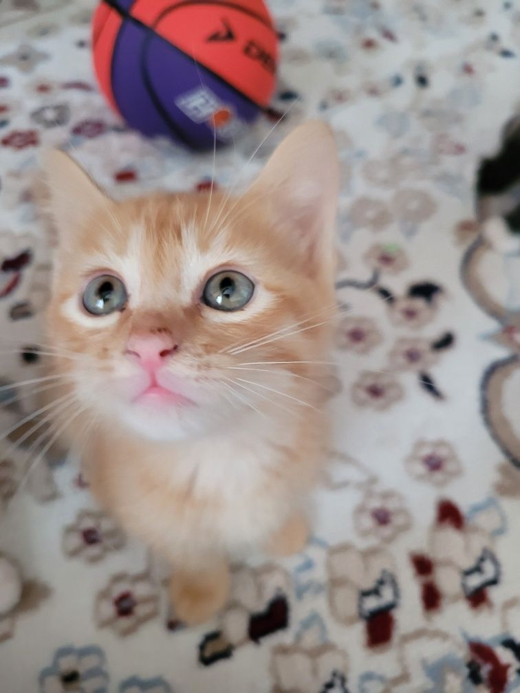 Котята ищут любящую,  заботлевую семью.