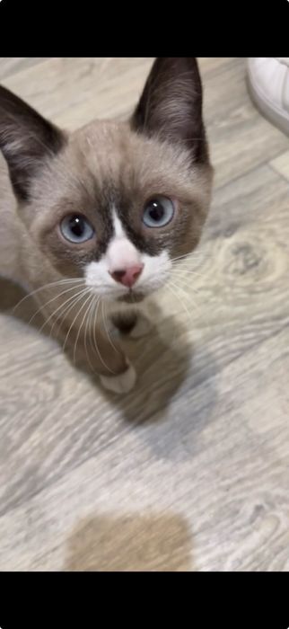 Срочно Котенок породы Сноу-Шу в добрые руки завтра !!!