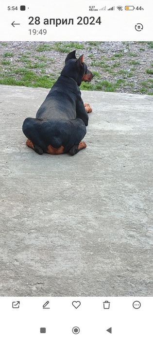 Продавам  цветни  родословни добермани