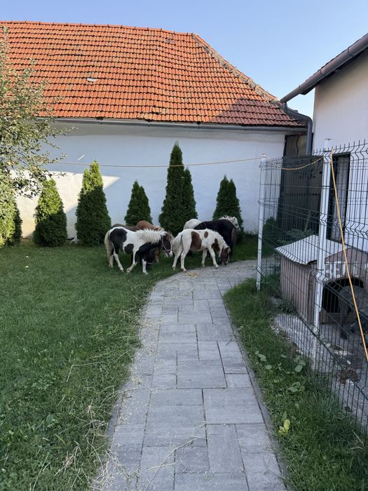Vand pui manz mini ponei in varsta de 6 luni mini shetland