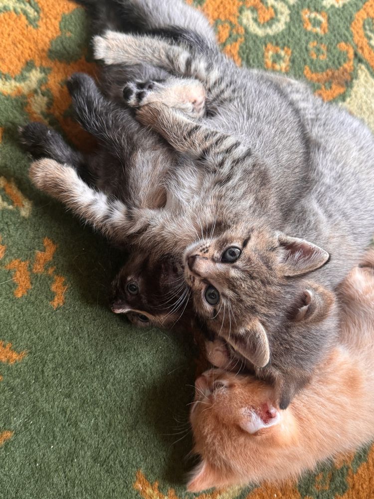 Отдам котят в добрые руки