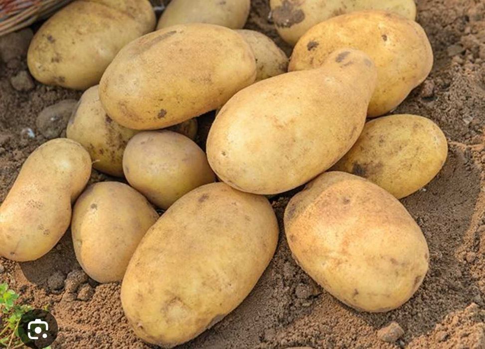 Продавам картофи