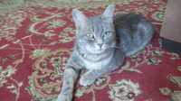 Продаётся кошка мраморный стайт Подарок 2 котята