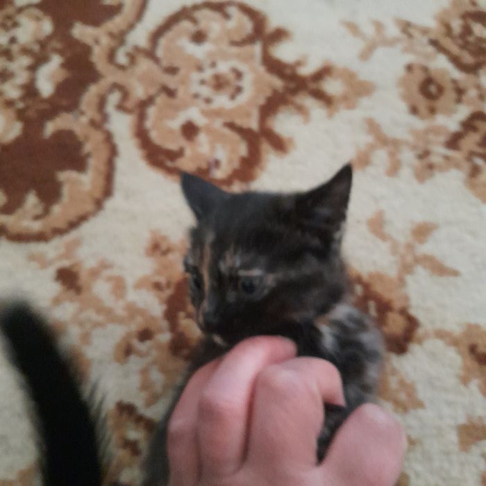Отдаю котят в хорошие руки к лотку приучены едят все