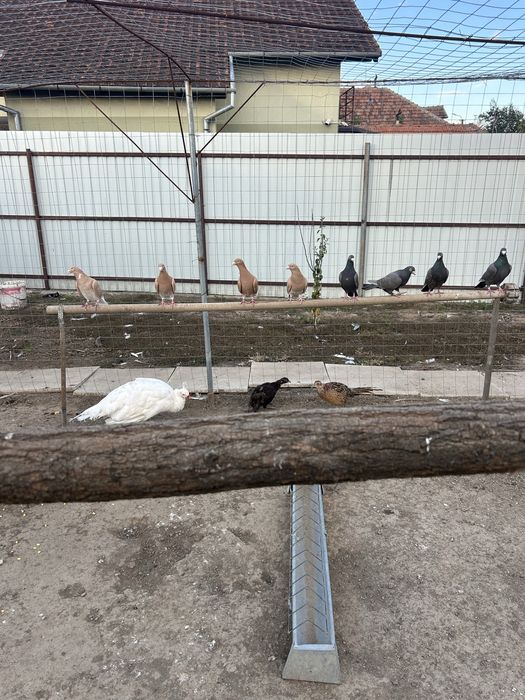 Vand fazani comuni si tenebros