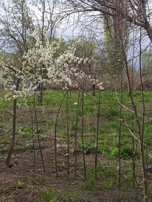 Саженцы Ташкентская колированная вишня  валетка слива