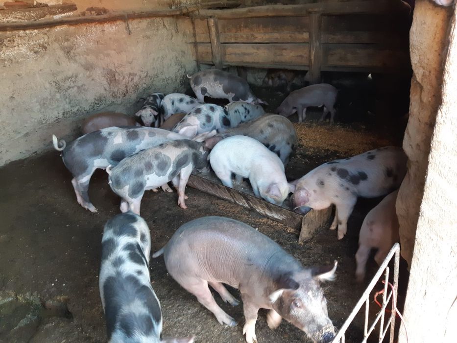 Vand porumb foarte frumos