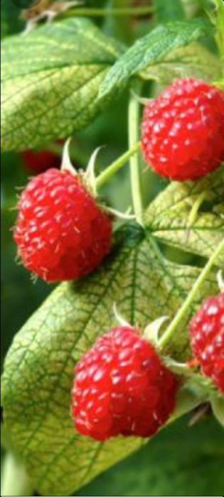 Nuc Chandler.Aluni.Pruni.ARONIA.Migdali Ciresi Catina Gutui Zmeura.Tei