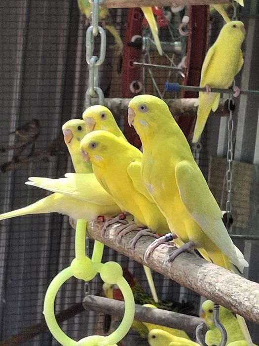 De vânzare peruși tineri .