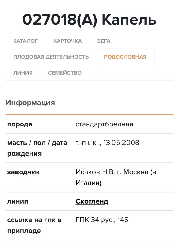 Продается жеребец иноходец американец