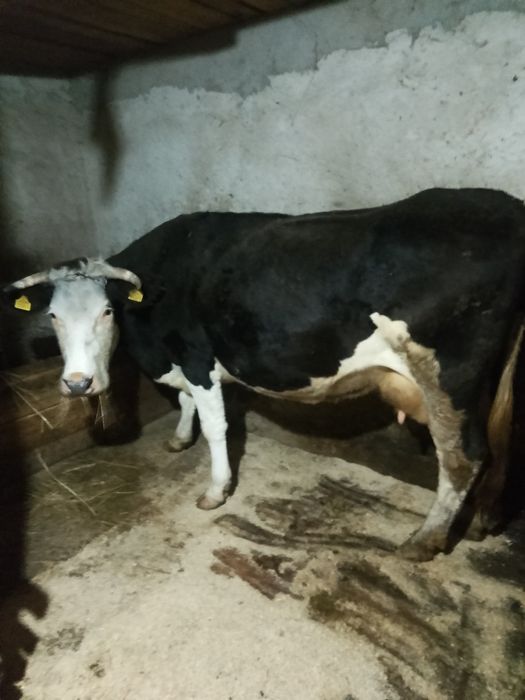 Vând vacă gestantă în 3 luni