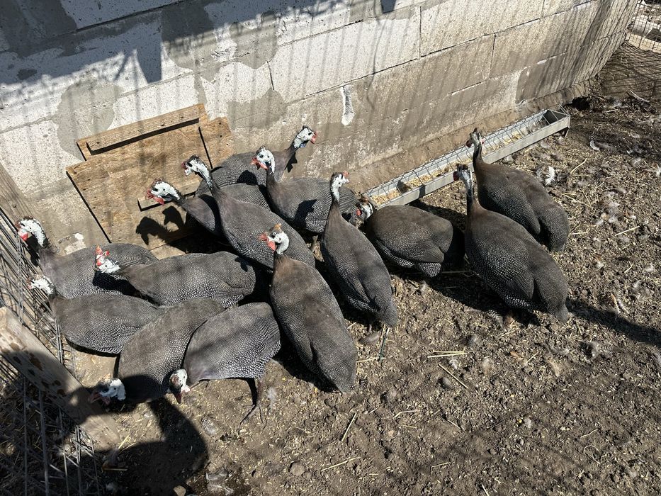 Picheri de vanzare binilici.  Si rate