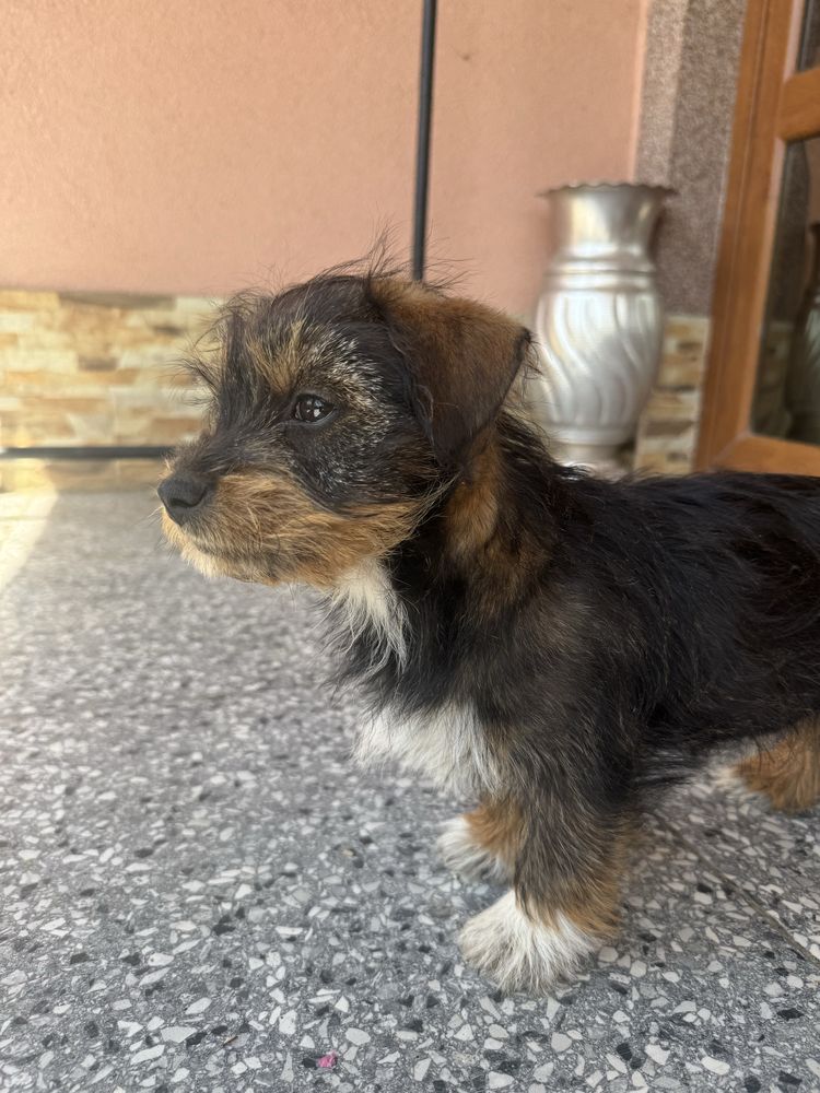 Cățeluși spre adopție – crescuți în curte, prietenoși și jucăuși