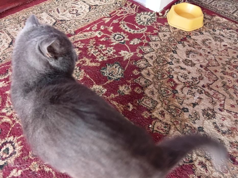 Oliy navli mushuklar sotiladii 200 dol