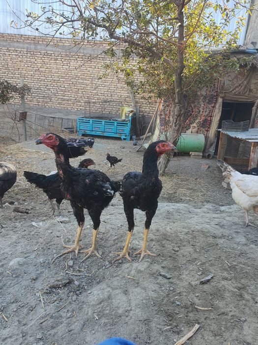 Хурозлар сотилади