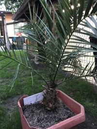 Финикова канарска палма