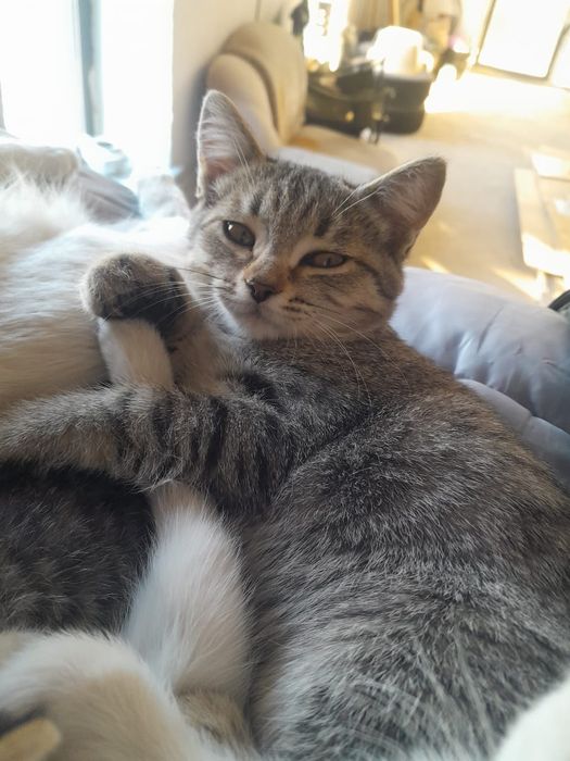 Котёнок отдам в добрые руки