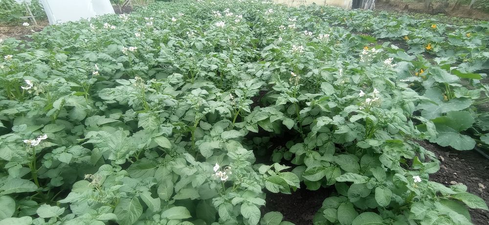 Картофи сорая на едро