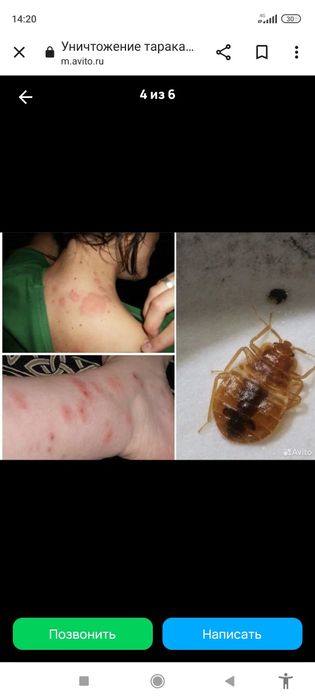 dezinfeksiya tarakan iklapai pasha