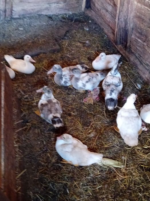 Vând rete mute cu tot cu bobocei de rata