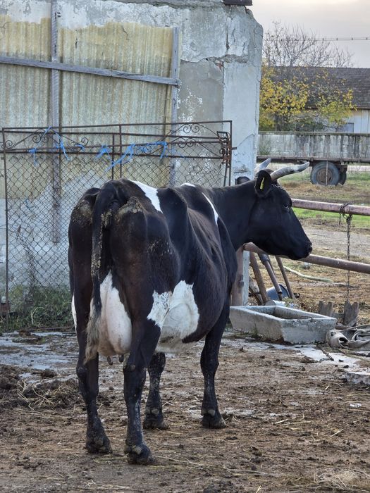 Vaci si vitele cu vitei