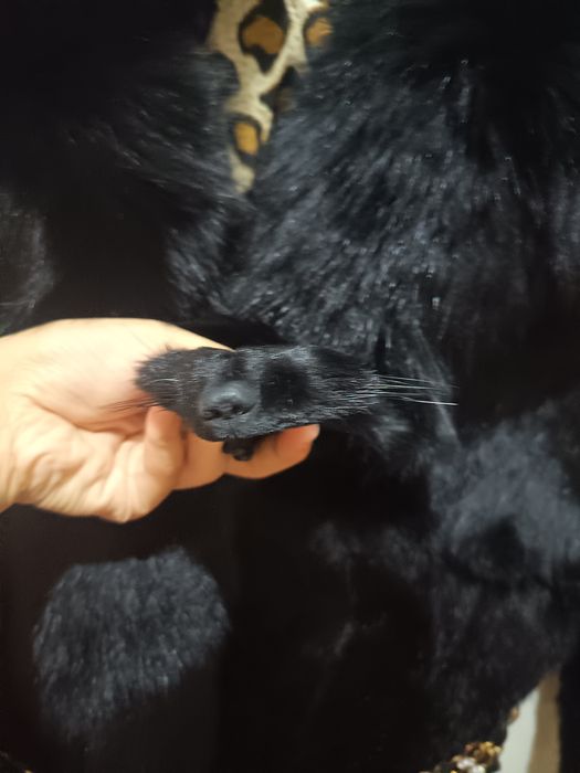 Norka Shuba original (haqiqiy norka 100 %)