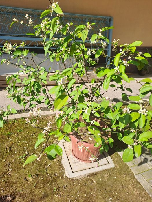 Limon daraxti sotiladi